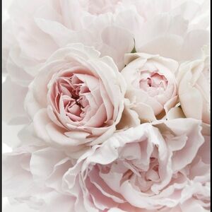 Bundle for midnight_raven